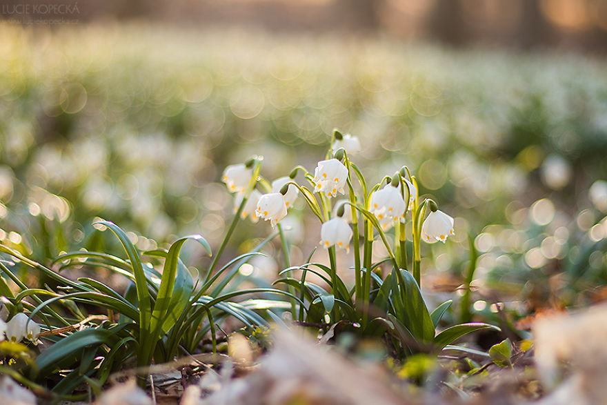 I’ve Photographed A Blooming “Carpet” In Our Village I’ve Photographed A Blooming “Carpet” In Our Village