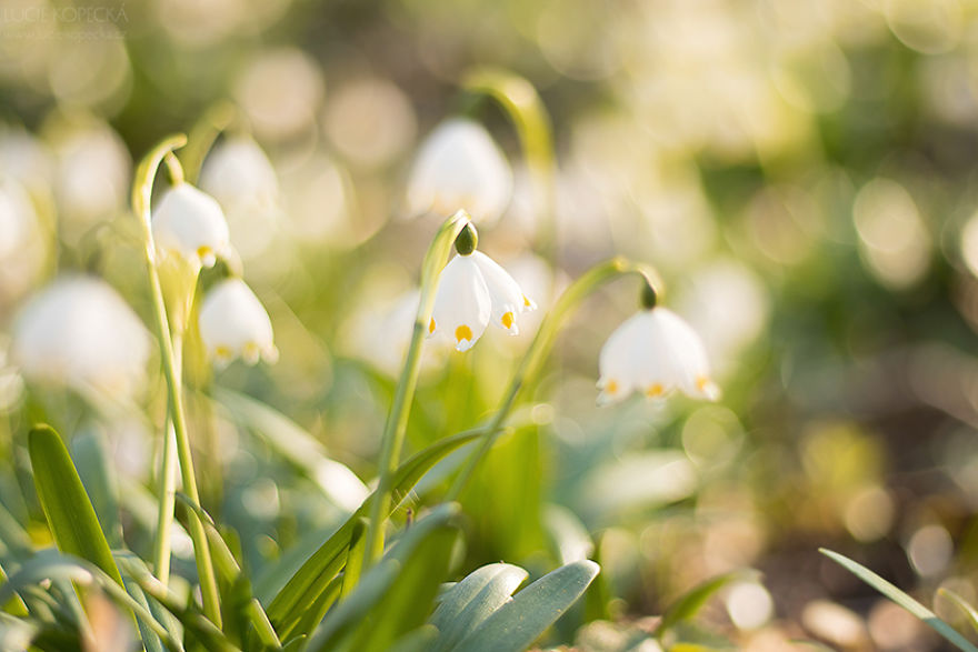 I’ve Photographed A Blooming “Carpet” In Our Village I’ve Photographed A Blooming “Carpet” In Our Village