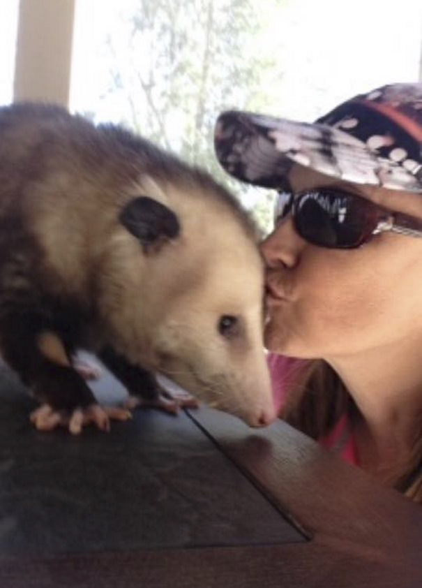 Woman Takes Care Of Orphaned Opossum, And Now It Refuses To Be Released Back Into The Wild Woman Takes Care Of Orphaned Opossum, And Now It Refuses To Be Released Back Into The Wild
