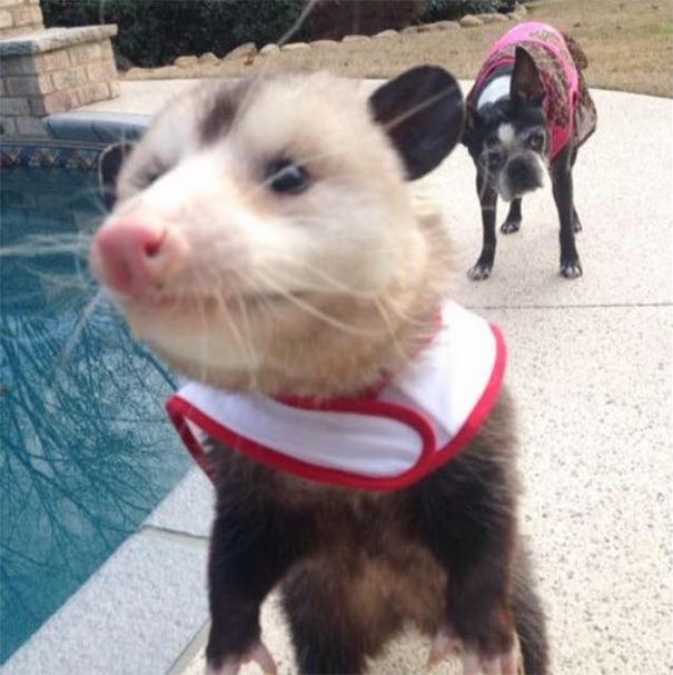 Woman Takes Care Of Orphaned Opossum, And Now It Refuses To Be Released Back Into The Wild Woman Takes Care Of Orphaned Opossum, And Now It Refuses To Be Released Back Into The Wild