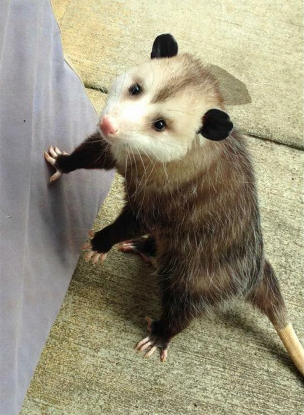 Woman Takes Care Of Orphaned Opossum, And Now It Refuses To Be Released Back Into The Wild Woman Takes Care Of Orphaned Opossum, And Now It Refuses To Be Released Back Into The Wild
