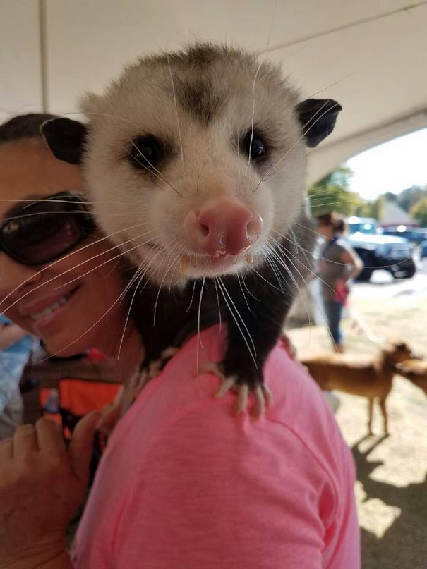 Woman Takes Care Of Orphaned Opossum, And Now It Refuses To Be Released Back Into The Wild Woman Takes Care Of Orphaned Opossum, And Now It Refuses To Be Released Back Into The Wild