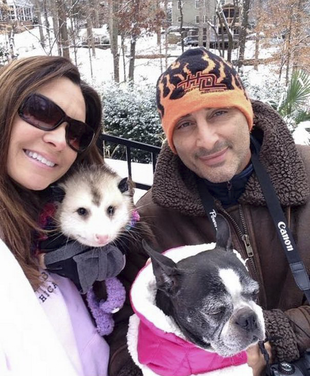 Woman Takes Care Of Orphaned Opossum, And Now It Refuses To Be Released Back Into The Wild Woman Takes Care Of Orphaned Opossum, And Now It Refuses To Be Released Back Into The Wild