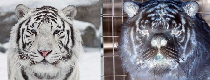 112 Of The Funniest Reactions To Cristiano Ronaldo’s New Statue (Add Yours) 112 Of The Funniest Reactions To Cristiano Ronaldo’s New Statue (Add Yours)