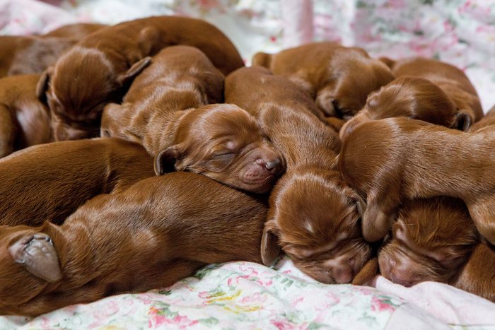 Irish Setter Just Gave Birth To 15 Puppies On Mother’s Day