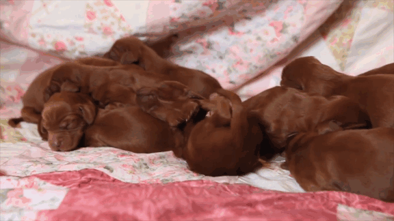 Irish Setter Just Gave Birth To 15 Puppies On Mother’s Day