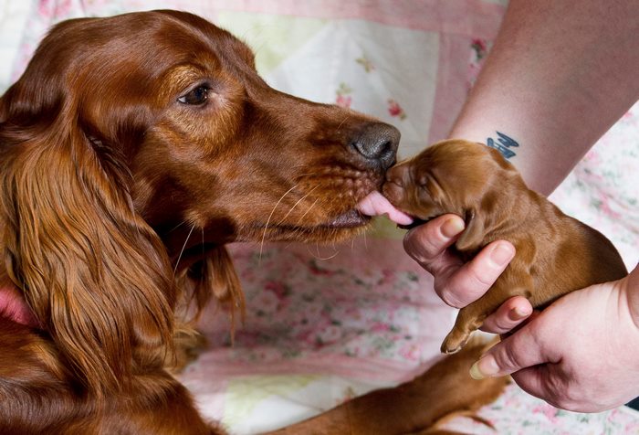 Irish Setter Just Gave Birth To 15 Puppies On Mother’s Day