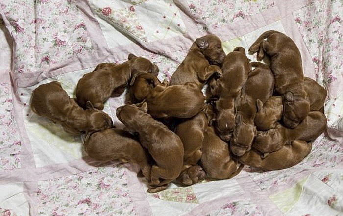 Irish Setter Just Gave Birth To 15 Puppies On Mother’s Day