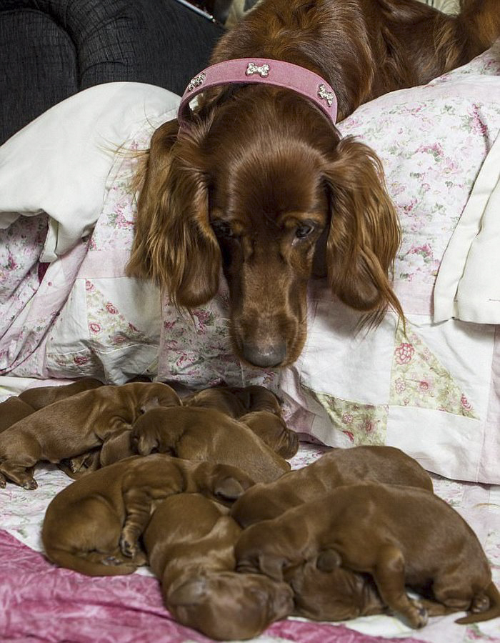 Irish Setter Just Gave Birth To 15 Puppies On Mother’s Day