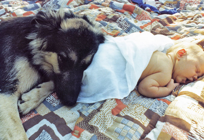 110 Pics That Prove Dogs Are Better Than A Pillow 110 Pics That Prove Dogs Are Better Than A Pillow