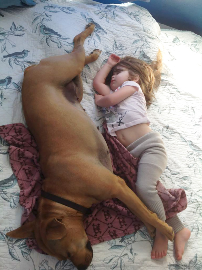 110 Pics That Prove Dogs Are Better Than A Pillow 110 Pics That Prove Dogs Are Better Than A Pillow