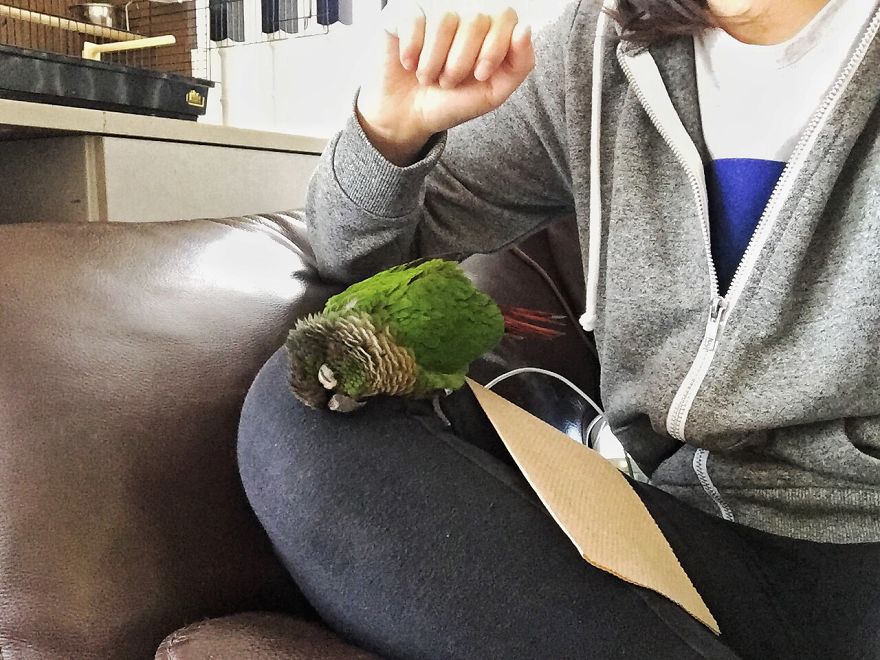 My Conure Fell Asleep On My Knee
