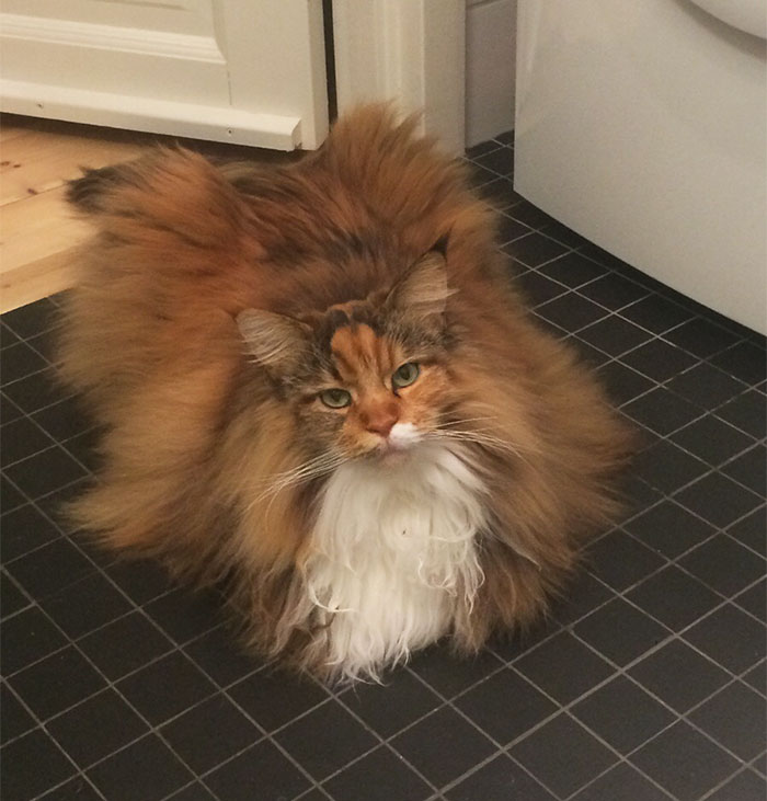 This Maine Coon Is So Fluffy You&rsquo;re Gonna Die
