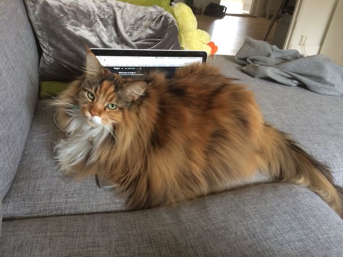 This Maine Coon Is So Fluffy You&rsquo;re Gonna Die