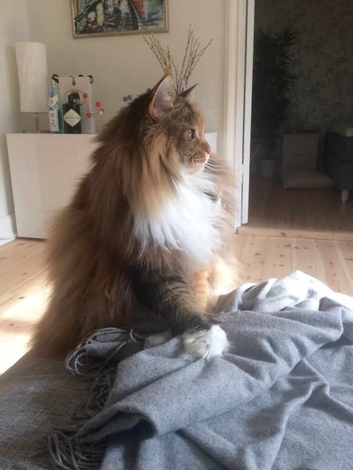 This Maine Coon Is So Fluffy You&rsquo;re Gonna Die