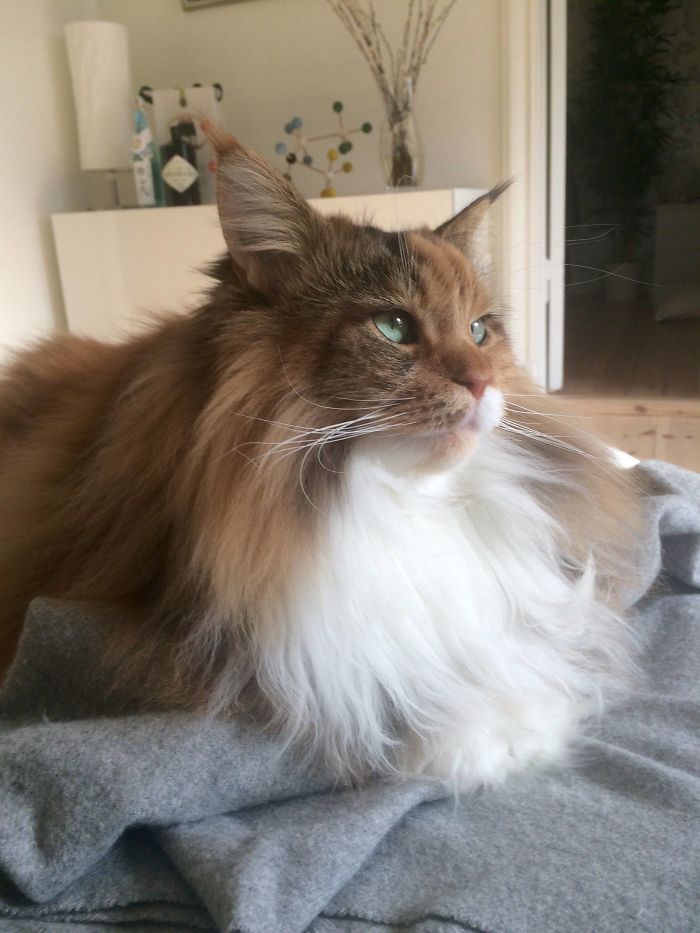 This Maine Coon Is So Fluffy You&rsquo;re Gonna Die