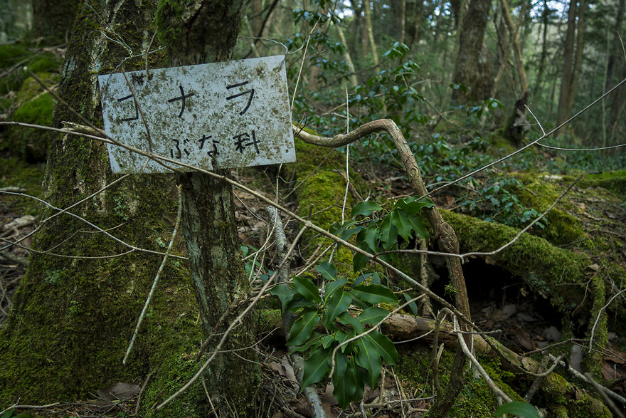 I Went Hiking By Myself To Aokigahara, Japan’s Suicide Forest I Went Hiking By Myself To Aokigahara, Japan’s Suicide Forest