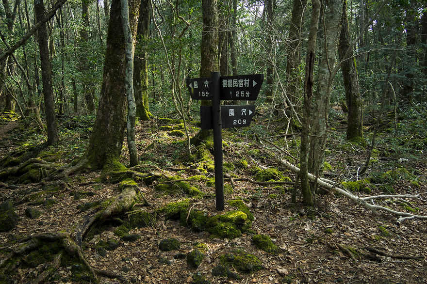 I Went Hiking By Myself To Aokigahara, Japan’s Suicide Forest I Went Hiking By Myself To Aokigahara, Japan’s Suicide Forest