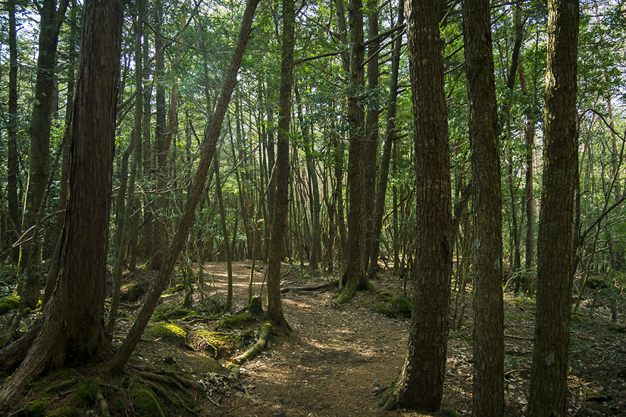 I Went Hiking By Myself To Aokigahara, Japan’s Suicide Forest I Went Hiking By Myself To Aokigahara, Japan’s Suicide Forest
