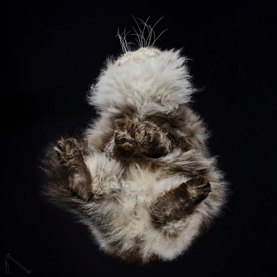 Under-Cats: I Photograph Cats From Underneath (Part 2)