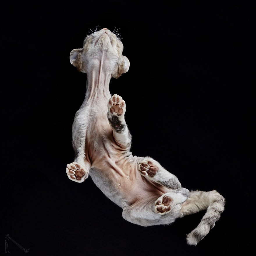 Under-Cats: I Photograph Cats From Underneath (Part 2)