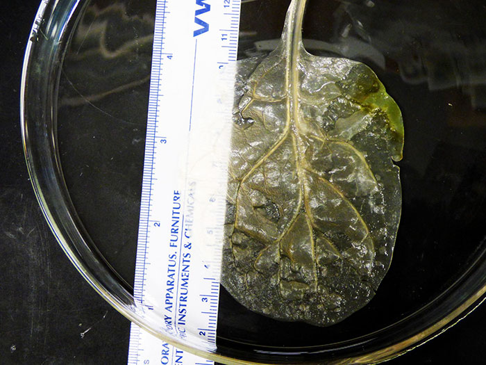 Scientists Transform Spinach Leaves Into Working Human Heart Tissue