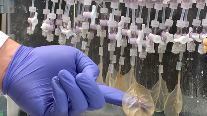 Scientists Transform Spinach Leaves Into Working Human Heart Tissue