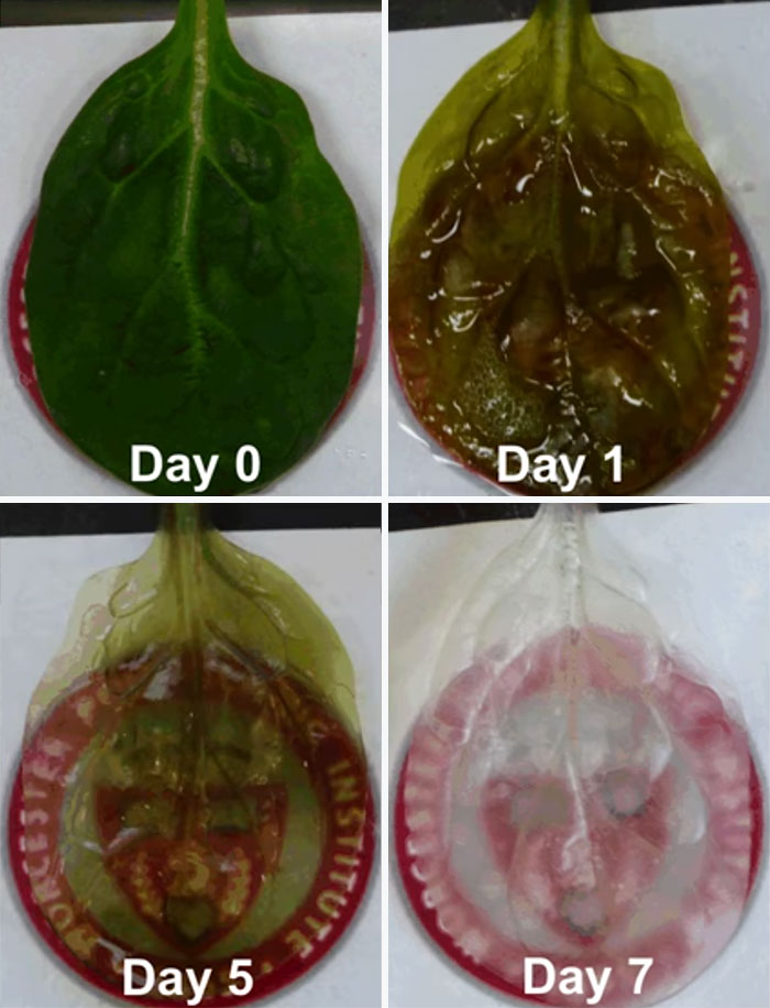 Scientists Transform Spinach Leaves Into Working Human Heart Tissue