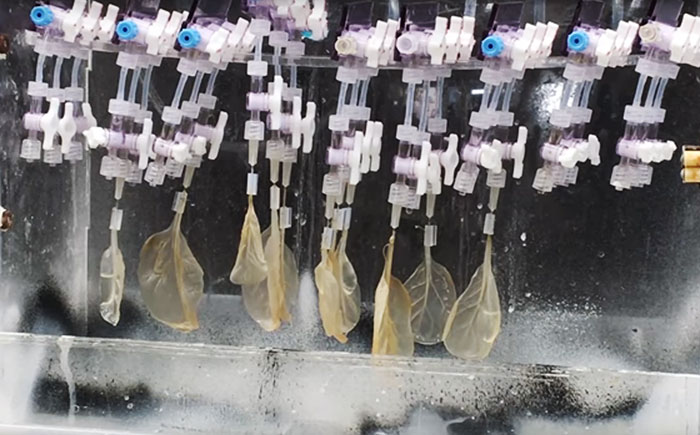 Scientists Transform Spinach Leaves Into Working Human Heart Tissue