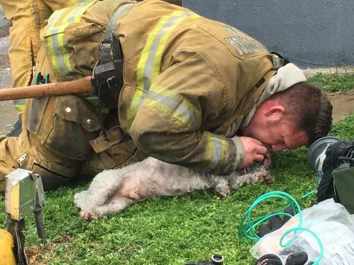 Firefighter Won&#8217;t Let This Dog Die After Pulling Him From A Burning Home, Performs Mouth-To-Mouth