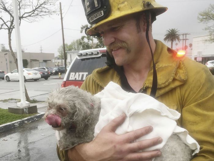 Firefighter Won&#8217;t Let This Dog Die After Pulling Him From A Burning Home, Performs Mouth-To-Mouth