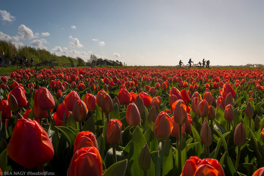 I Photographed The Endless Dutch Tulip Fields I Photographed The Endless Dutch Tulip Fields