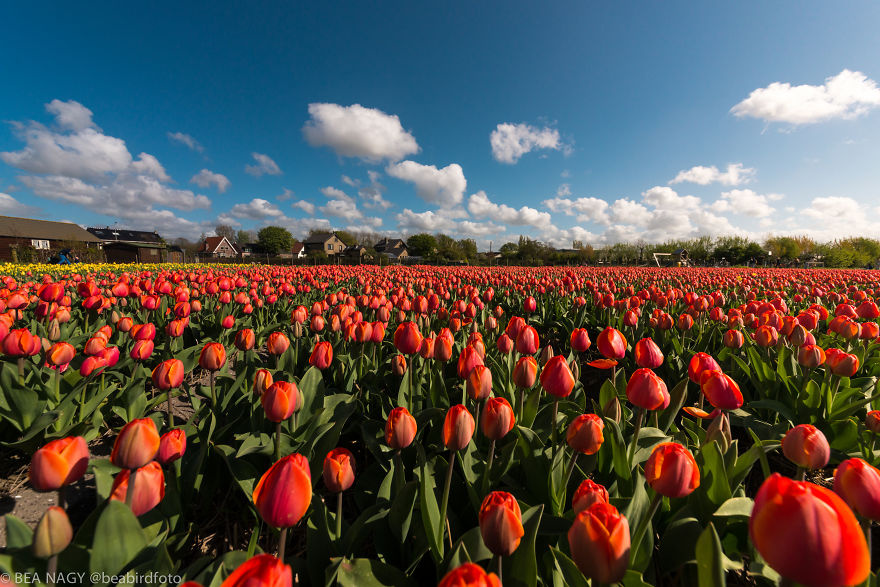 I Photographed The Endless Dutch Tulip Fields I Photographed The Endless Dutch Tulip Fields