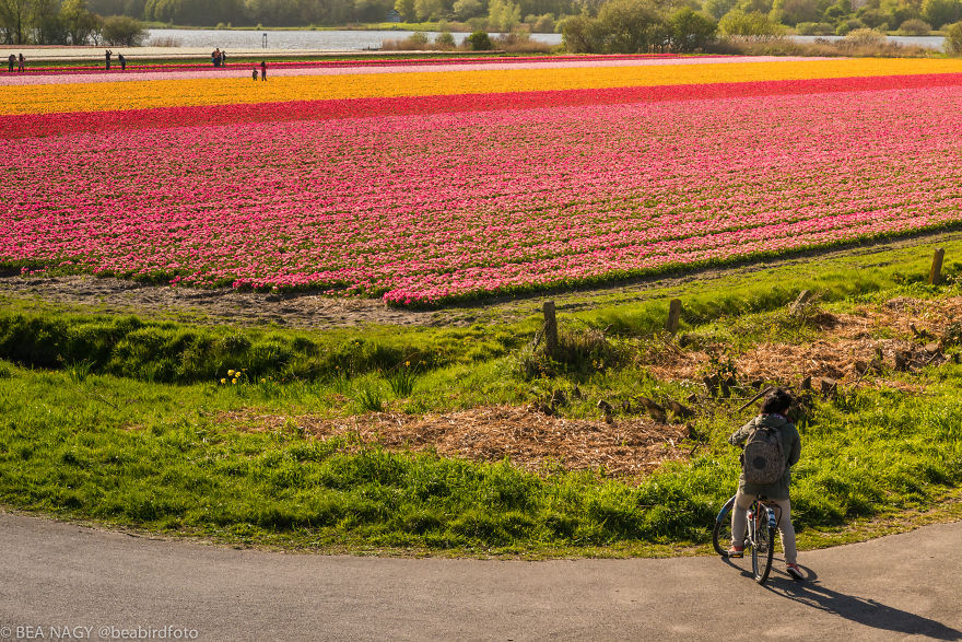 I Photographed The Endless Dutch Tulip Fields I Photographed The Endless Dutch Tulip Fields