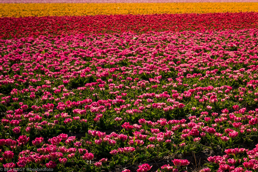 I Photographed The Endless Dutch Tulip Fields I Photographed The Endless Dutch Tulip Fields