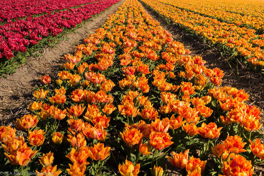 I Photographed The Endless Dutch Tulip Fields I Photographed The Endless Dutch Tulip Fields