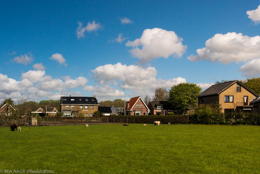 I Photographed The Endless Dutch Tulip Fields I Photographed The Endless Dutch Tulip Fields