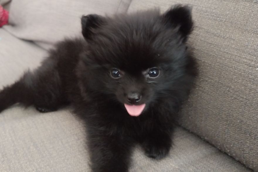 My Name Is Gizmo. No, Not The Gremlin My Name Is Gizmo. No, Not The Gremlin