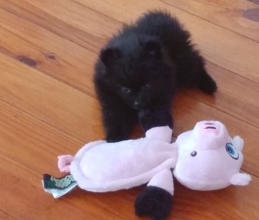 My Name Is Gizmo. No, Not The Gremlin