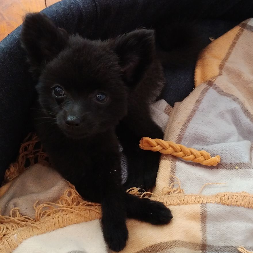 My Name Is Gizmo. No, Not The Gremlin