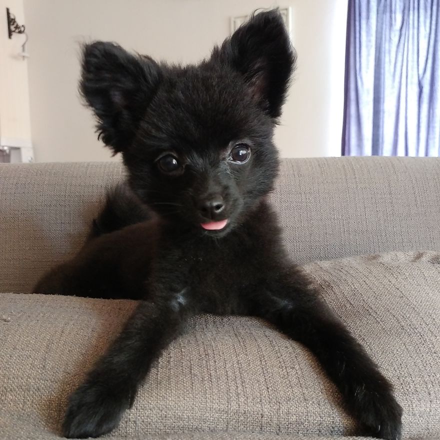 My Name Is Gizmo. No, Not The Gremlin