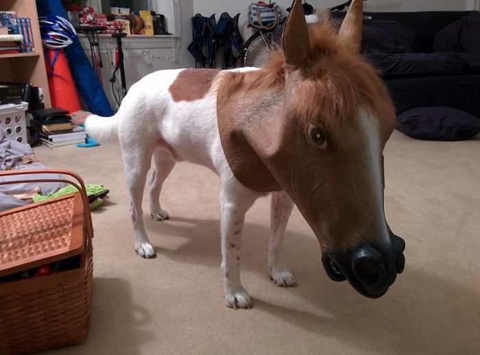 Do You Like Annoying Your Pets (Mildly)? (Add yours) Do You Like Annoying Your Pets (Mildly)? (Add yours)