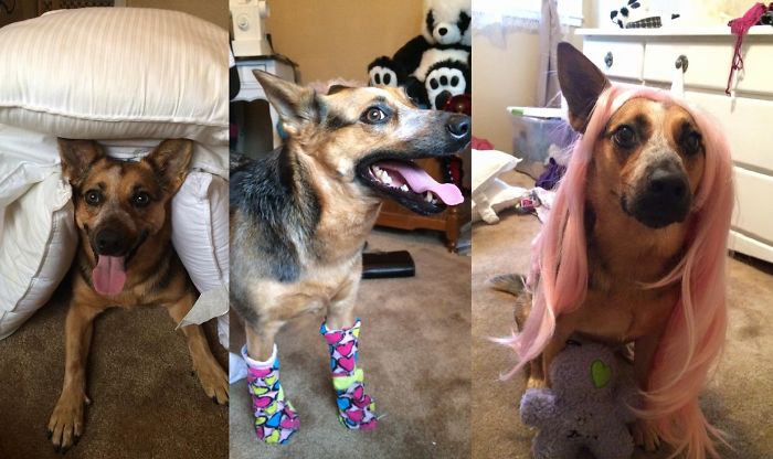 Do You Like Annoying Your Pets (Mildly)? (Add yours) Do You Like Annoying Your Pets (Mildly)? (Add yours)