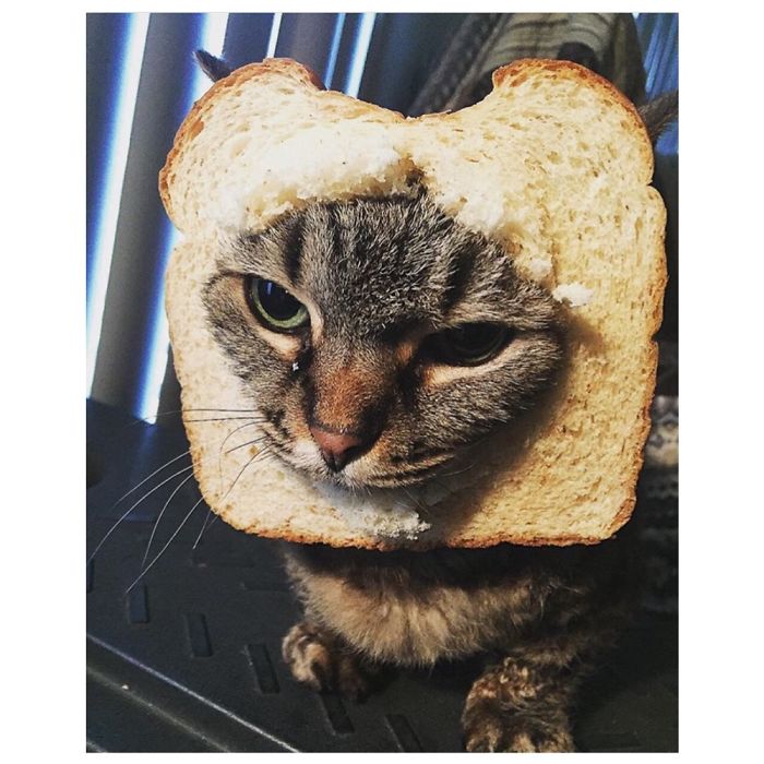 Do You Like Annoying Your Pets (Mildly)? (Add yours) Do You Like Annoying Your Pets (Mildly)? (Add yours)