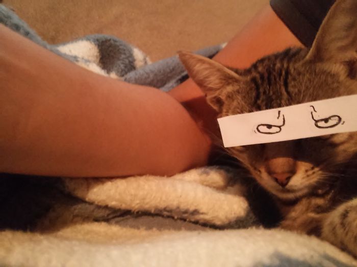 Do You Like Annoying Your Pets (Mildly)? (Add yours) Do You Like Annoying Your Pets (Mildly)? (Add yours)