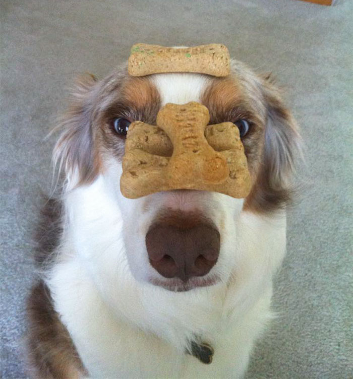 Do You Like Annoying Your Pets (Mildly)? (Add yours) Do You Like Annoying Your Pets (Mildly)? (Add yours)