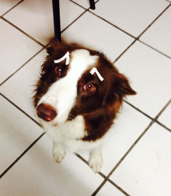 Do You Like Annoying Your Pets (Mildly)? (Add yours) Do You Like Annoying Your Pets (Mildly)? (Add yours)