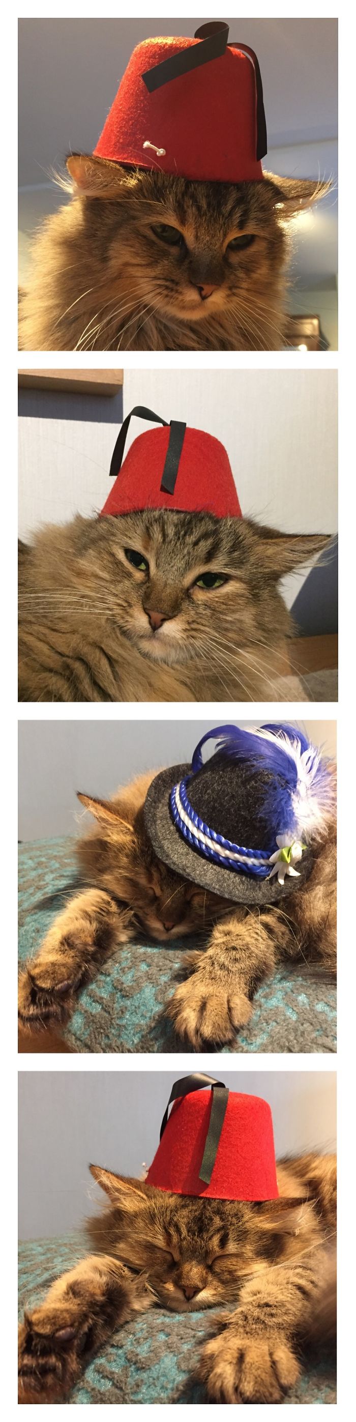 Do You Like Annoying Your Pets (Mildly)? (Add yours) Do You Like Annoying Your Pets (Mildly)? (Add yours)