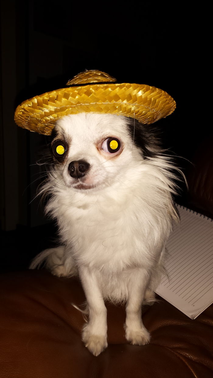 Do You Like Annoying Your Pets (Mildly)? (Add yours) Do You Like Annoying Your Pets (Mildly)? (Add yours)