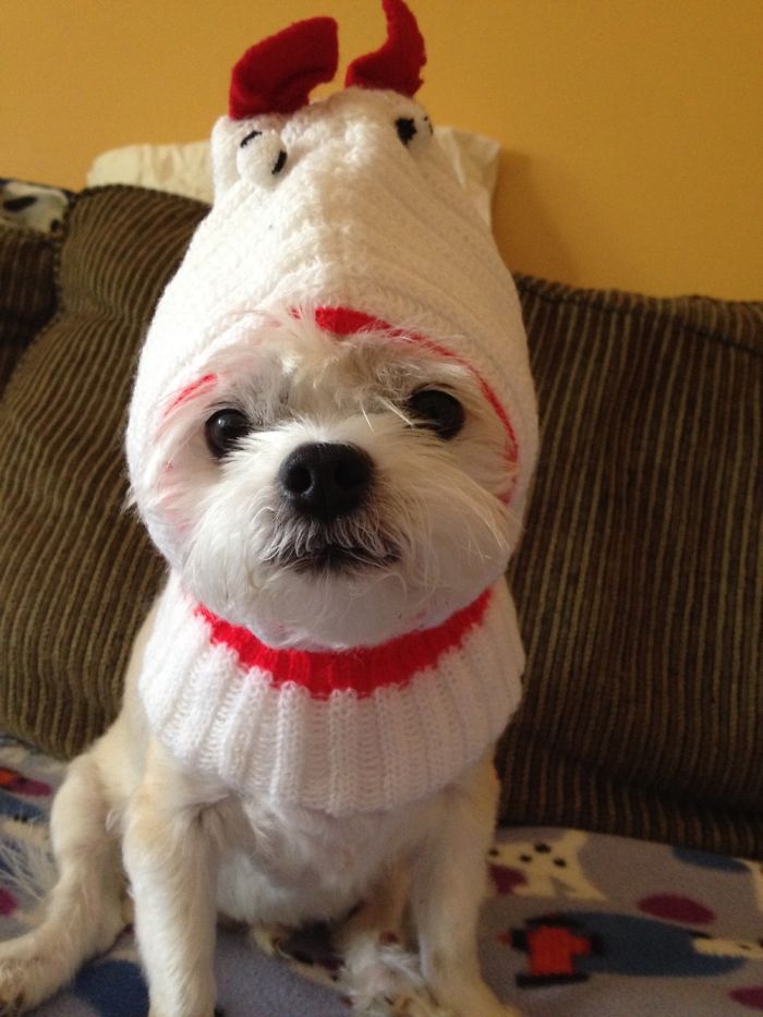 Do You Like Annoying Your Pets (Mildly)? (Add yours) Do You Like Annoying Your Pets (Mildly)? (Add yours)